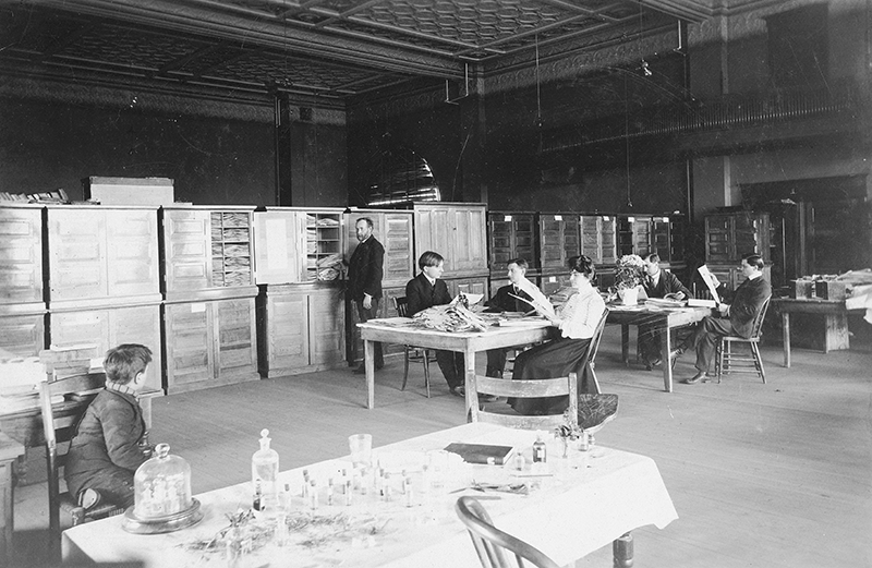 group of students working in Herbarium, 1900's
